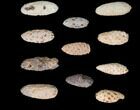 Lot: Fossil Seed Cones (Or Aggregate Fruits) - Pieces #148865-2